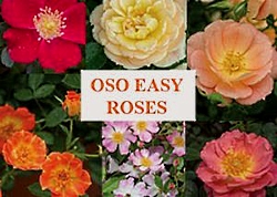 Rose Oso Easy (assorted)